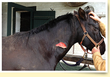 Wundheilung beim Pferd durch Lasertherapie